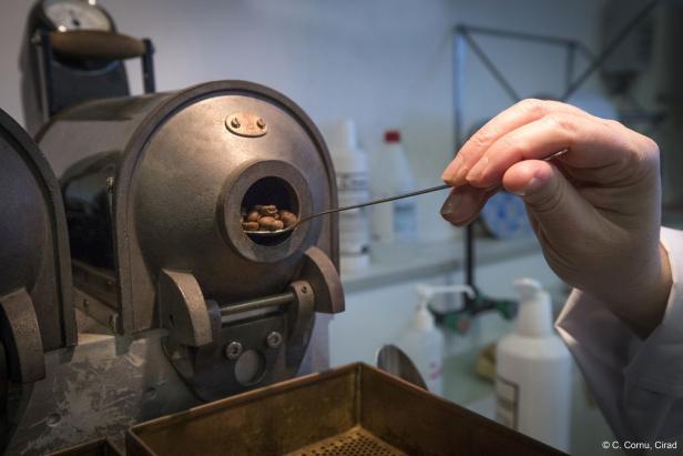 Legendärer Kaffee wiederentdeckt: Auf der Jagd nach der verlorenen Bohne