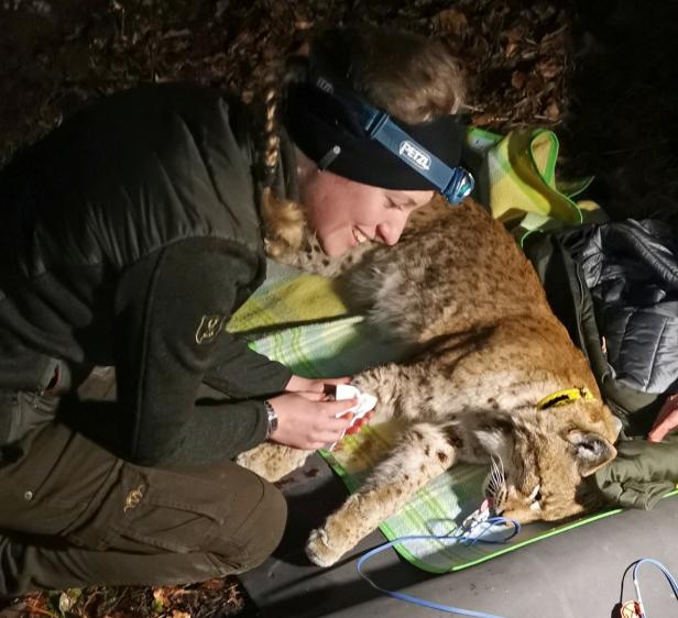 Eine Frau besendert einen sedierten Luchs