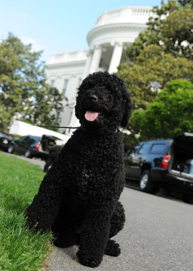 Obamas trauern um Familienhund Bo