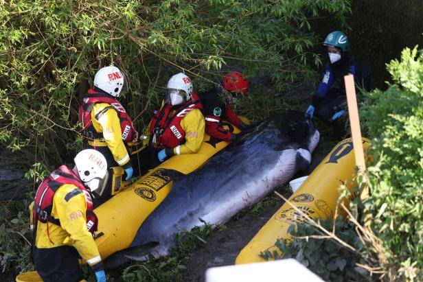 London: Wal in der Themse musste eingeschläfert werden