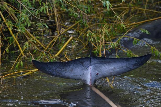 London: Wal in der Themse musste eingeschläfert werden