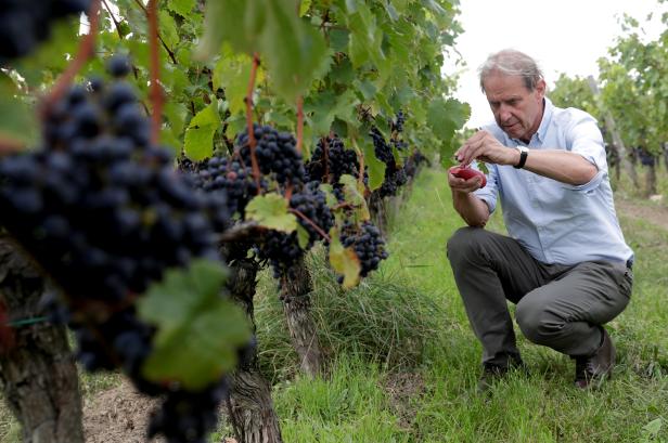 Wine maker Bruendlmayer uses a refractometer to measure the sugar content of grapes near Langenlois
