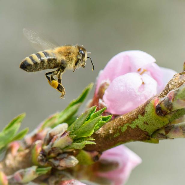 Honigbiene zur Pfirsichblüte