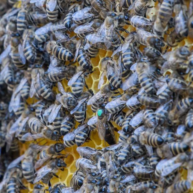 Bienenvolk mit Königin