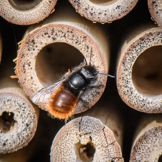 Bienen – unsere Lebensmittel-Lieferanten: kennenlernen & schützen