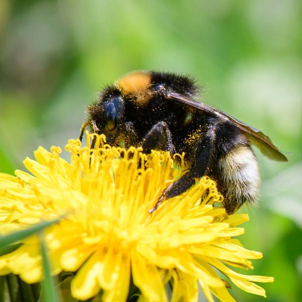 Bienen – unsere Lebensmittel-Lieferanten: kennenlernen & schützen