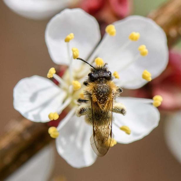 Bienen – unsere Lebensmittel-Lieferanten: kennenlernen & schützen