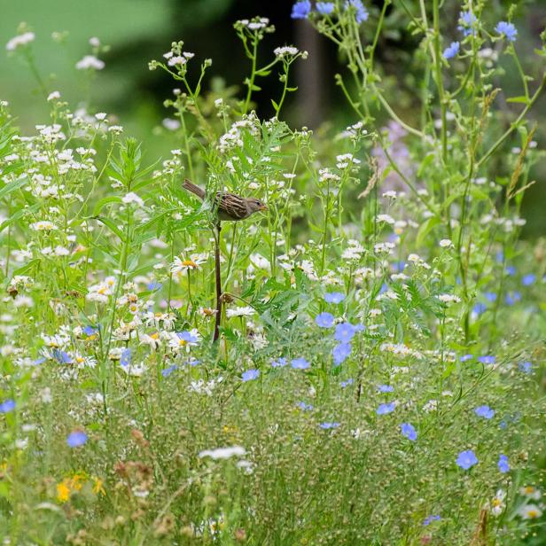 Bienen – unsere Lebensmittel-Lieferanten: kennenlernen & schützen