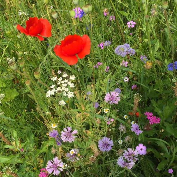 Bienen – unsere Lebensmittel-Lieferanten: kennenlernen & schützen