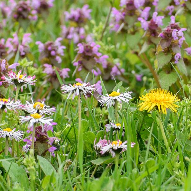 Bienen – unsere Lebensmittel-Lieferanten: kennenlernen & schützen