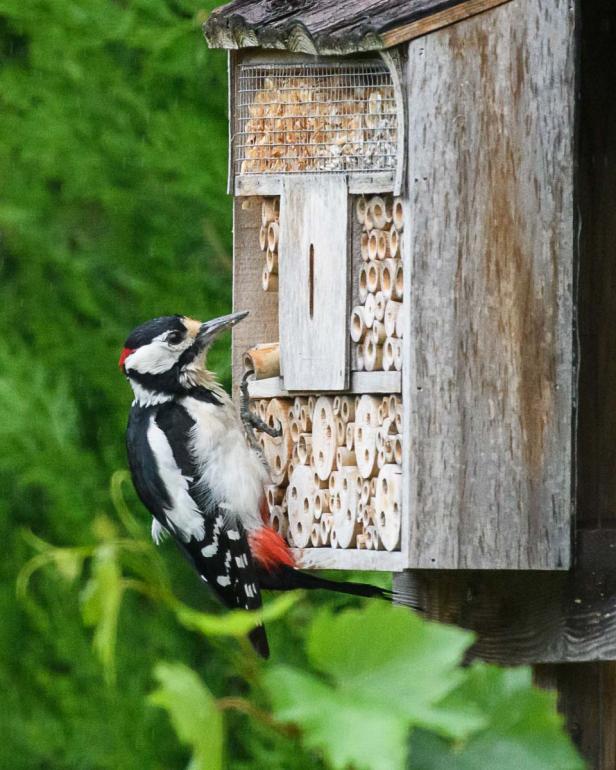 Specht am Insektenhotel