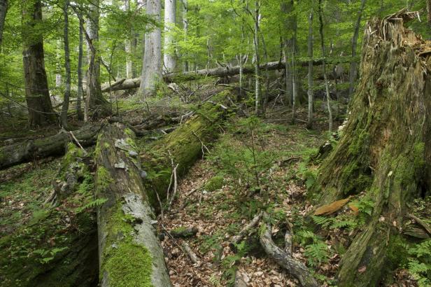 Wie Profit und Artenvielfalt in den Wäldern Hand in Hand gehen