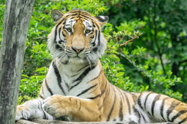 Neuer Bewohner: Tiger "Pepe" zog im Tiergarten Schönbrunn ein