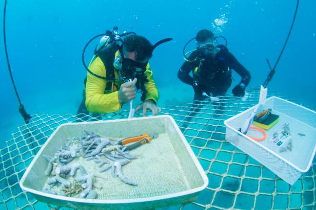 Great Barrier Reef: Im Tauchurlaub als Hobby-Forscher Korallen schützen