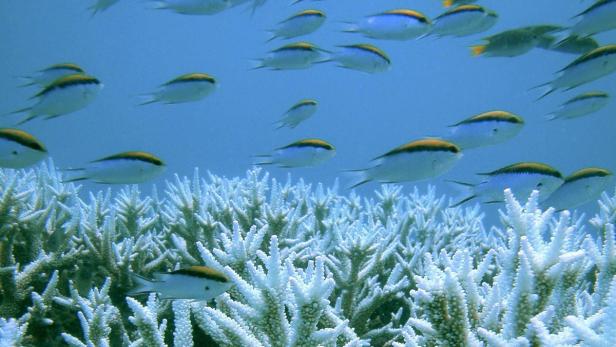 Korallenbleiche schädigt Riffe vor den Malediven