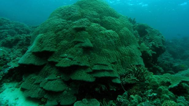 Überlebenskampf am Great Barrier Reef