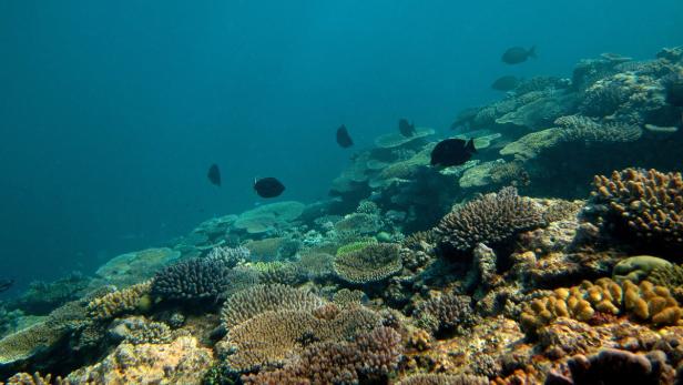 Korallenbleiche schädigt Riffe vor den Malediven