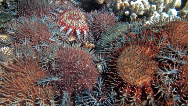Überlebenskampf am Great Barrier Reef