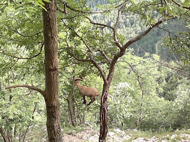 Tierischer Überlebenskampf im Ausflugsparadies