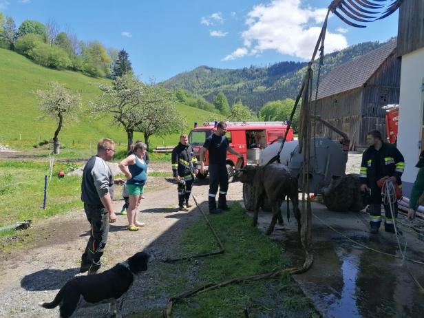 Niederösterreich: Kalb drohte in Güllegrube zu ersticken