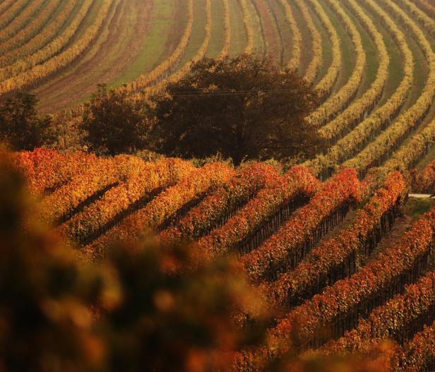 Ein Weinberg mit herbstlich gefärbten Blättern erstreckt sich über ein hügeliges Gelände.