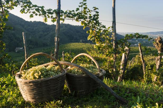 Italienisches Lebensgefühl zum Trinken: Wussten Sie diese Dinge über Prosecco?