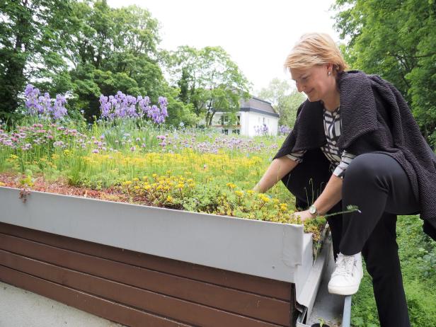 Die grüne Klimaanlage in der Stadt Baden