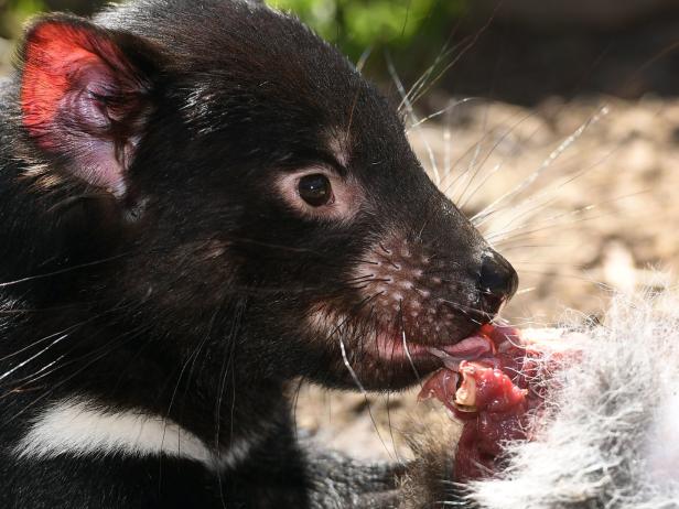 Australiens hässlichstes Raubtier kann auf Rettung vor Aussterben hoffen