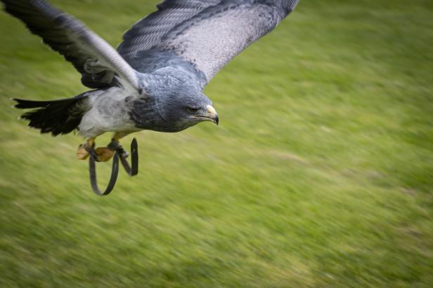 Jäger der Lüfte: Ausflug zur Falknerei beim Schloss Waldreich