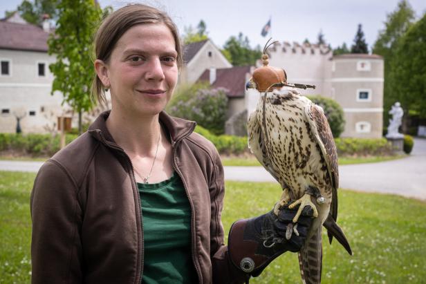 Jäger der Lüfte: Ausflug zur Falknerei beim Schloss Waldreich