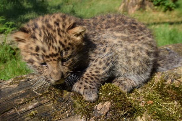 NÖ: Tragödie im Leopardengehege wandelte sich zum Wunder
