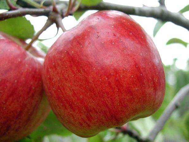 Multitalent Apfel: Von Anti-Aging bis Cholesterin