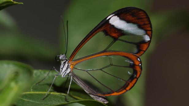 Wie Schmetterlinge ihre Flügel durchsichtig machen