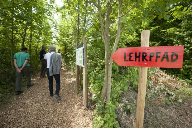 Anpassung an den Klimawandel: Die Suche nach dem Wald von morgen