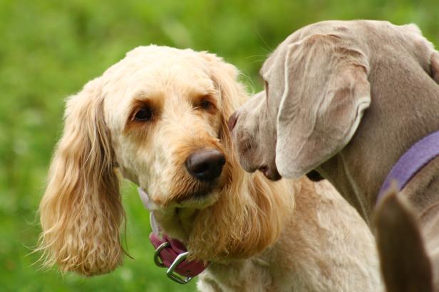 Seit der Pandemie angeschaffte Hunde immer öfter im Tierheim