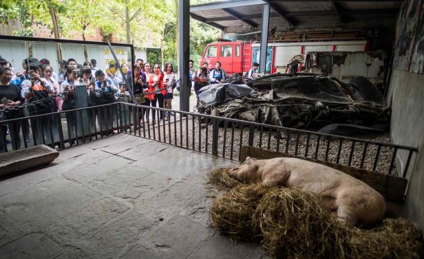Ein Schwein stirbt - und China trauert