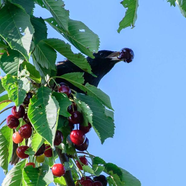 Stare im Kirschenbaum