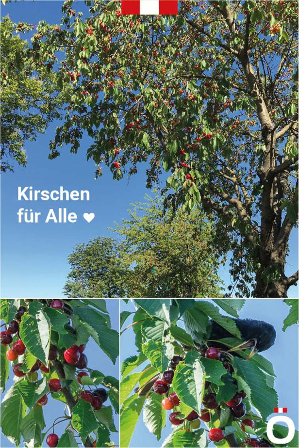 Kirschen für Alle