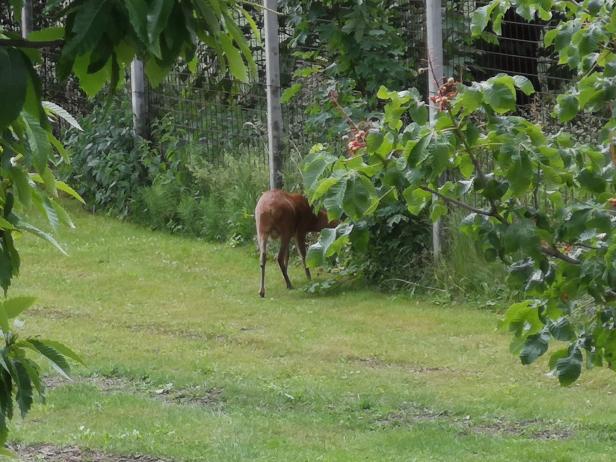 Geliebte Besucher und bestaunte Diebe