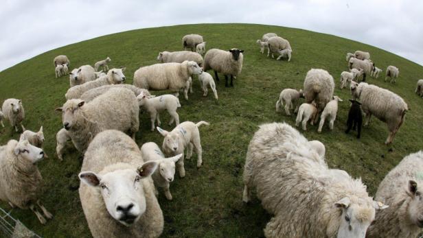 Viehhaltung: Weniger Tiere werden gehalten