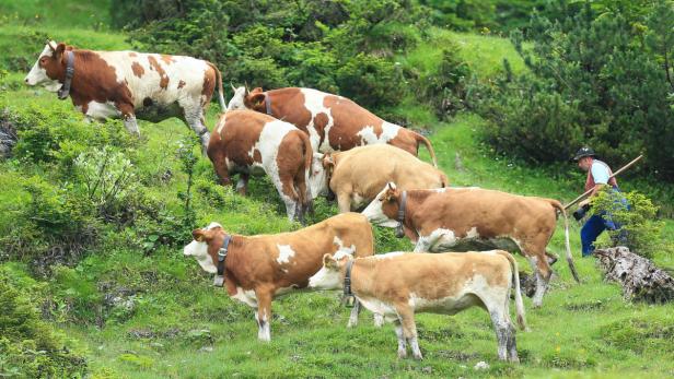 Viehhaltung: Weniger Tiere werden gehalten