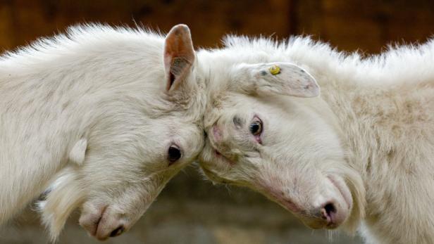 Viehhaltung: Weniger Tiere werden gehalten