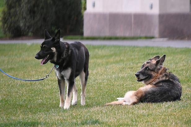 FILE PHOTO: U.S. President Joe Biden's dogs Champ and Major are seen on the South Lawn of the White House in Washington