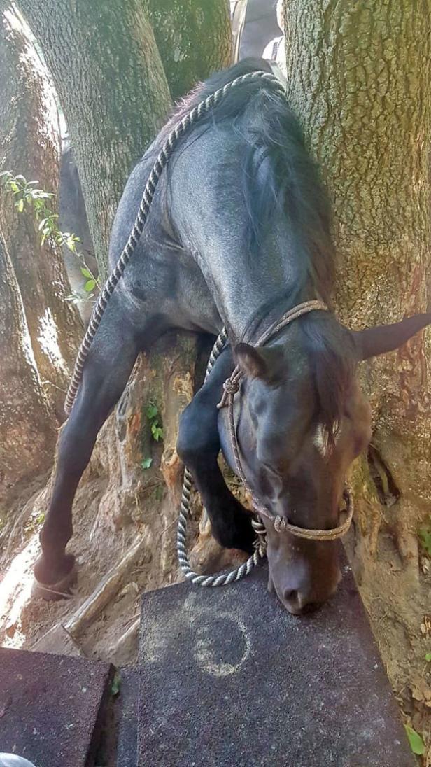 Große Rettungsaktion für Pferd Ruby: Zwischen Bäumen festgesteckt