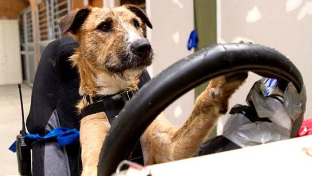 Ein Hund sitzt hinter dem Steuer eines Autos.