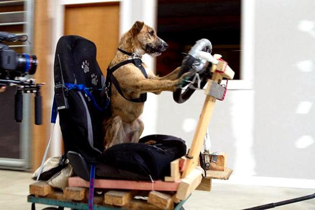 Ein Hund sitzt angeschnallt in einem selbstgebauten Auto und „fährt“.