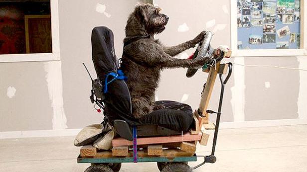 Ein Hund sitzt auf einem Wagen und hält ein Lenkrad in den Pfoten.