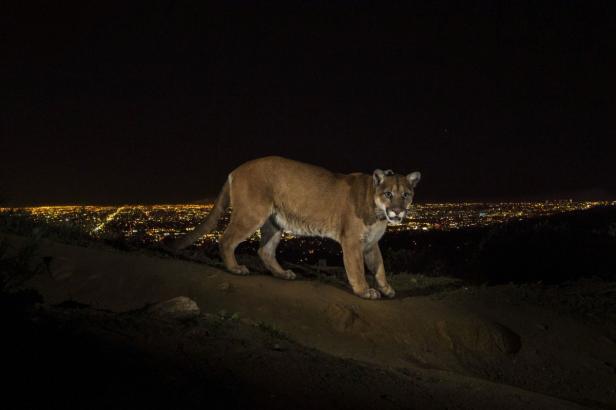 Ein Puma steht nachts mit Blick auf die Lichter einer Stadt.