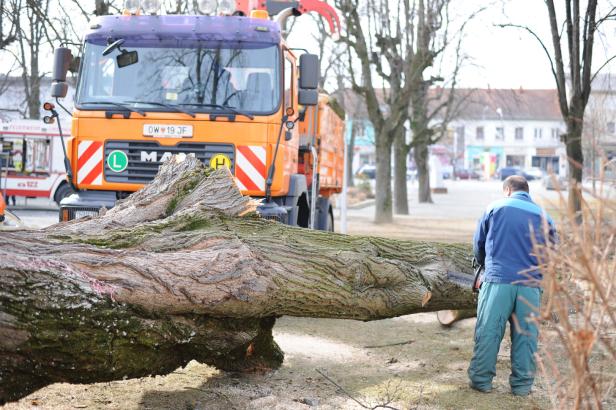 Wie der Stadtpark in den Stadtgarten verwandelt wird