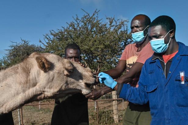 KENYA-HEALTH-VIRUS-ENVIRONMENT-RESEARCH